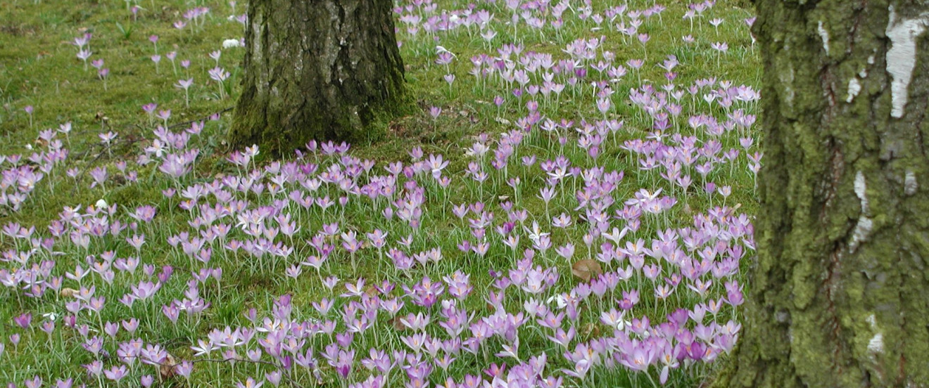 Krokus-Schneeglöckchen-Wiese