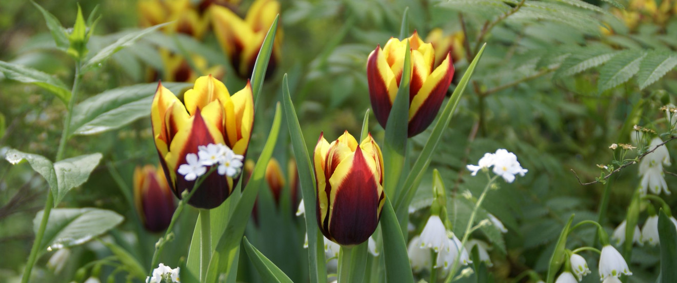 Tulipa 'Gavota'