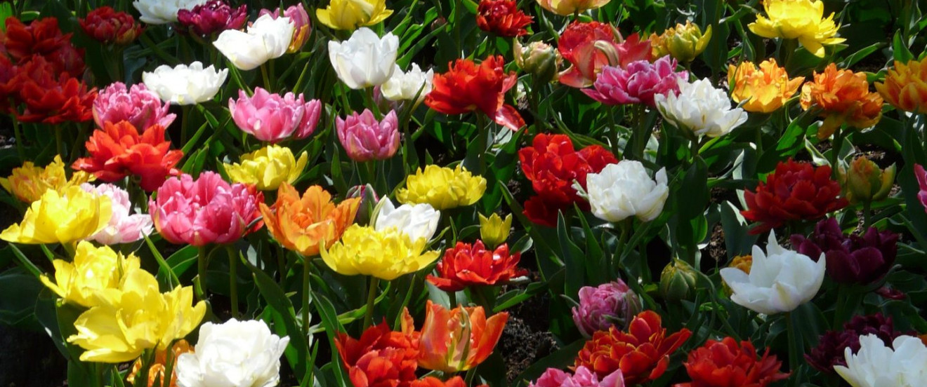 Tulipa 'Murillo Mix'