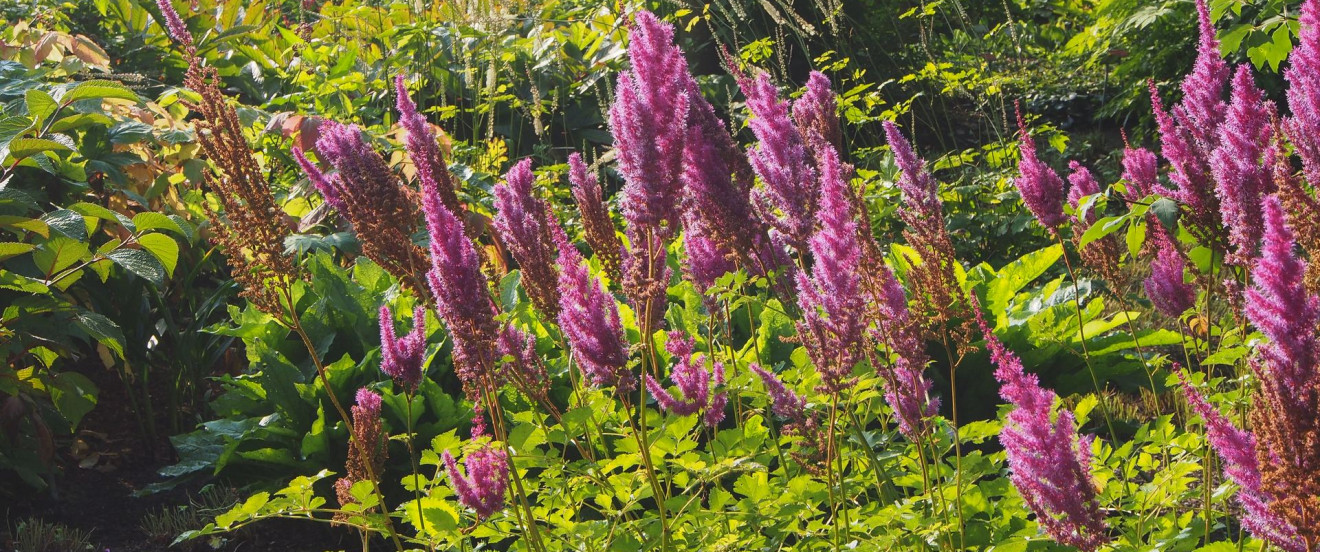 Astilbe chinensis var. taquetii 'Purpurlanze'