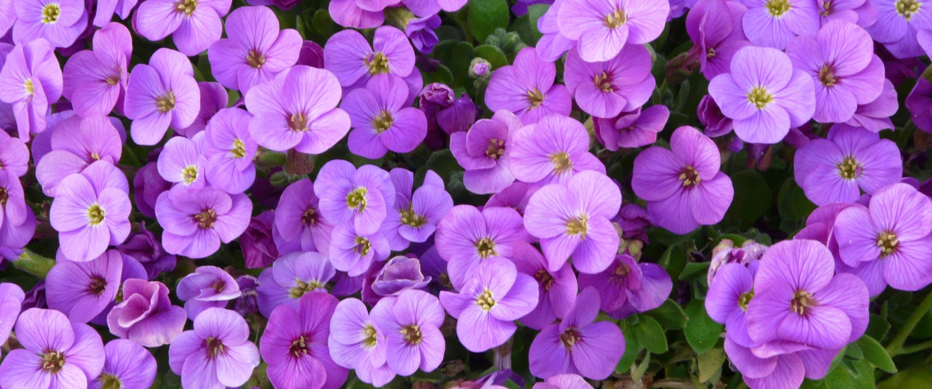 Aubrieta Hybride 'Kitty'