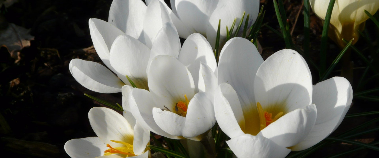 Crocus chrysanthus 'Ard Schenk'