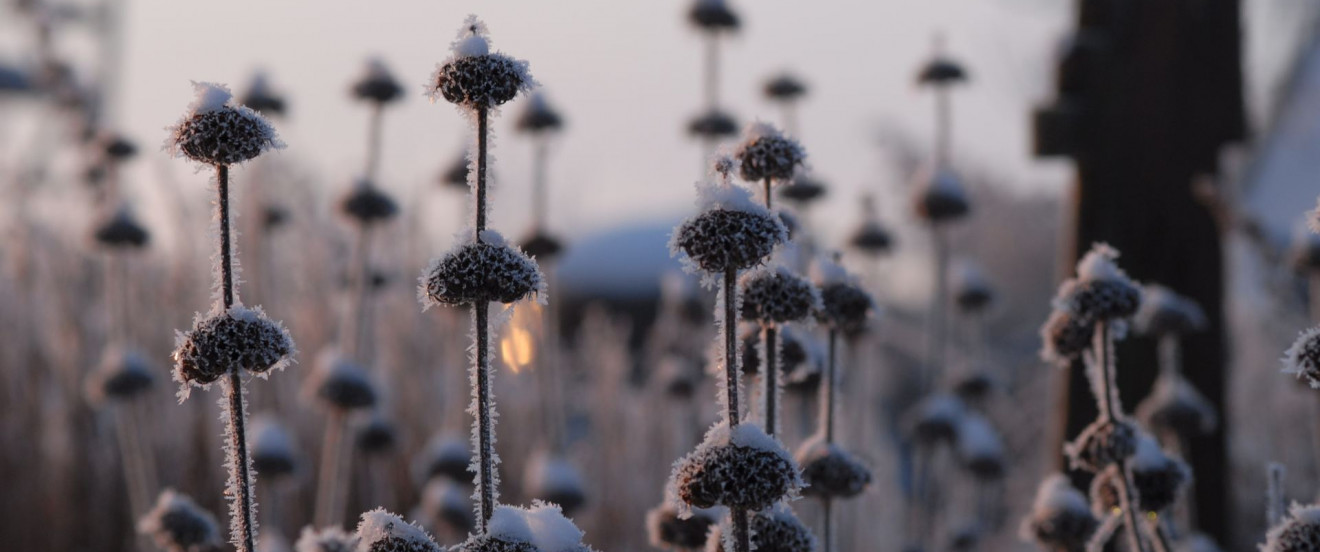 Phlomis russeliana