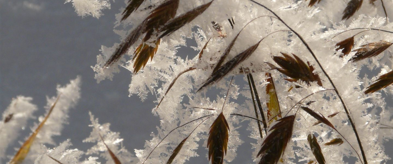 Chasmanthium latifolium