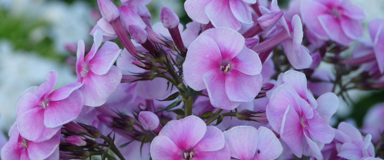 Phlox amplifolia 'Apanatschi'