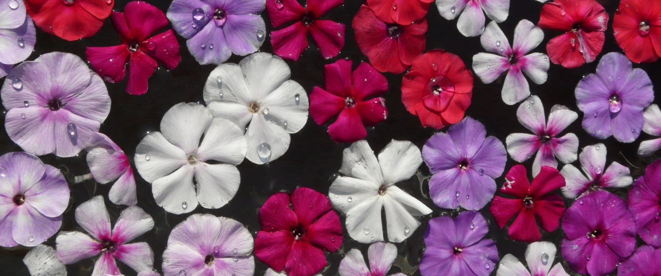 Phlox - Impressionen