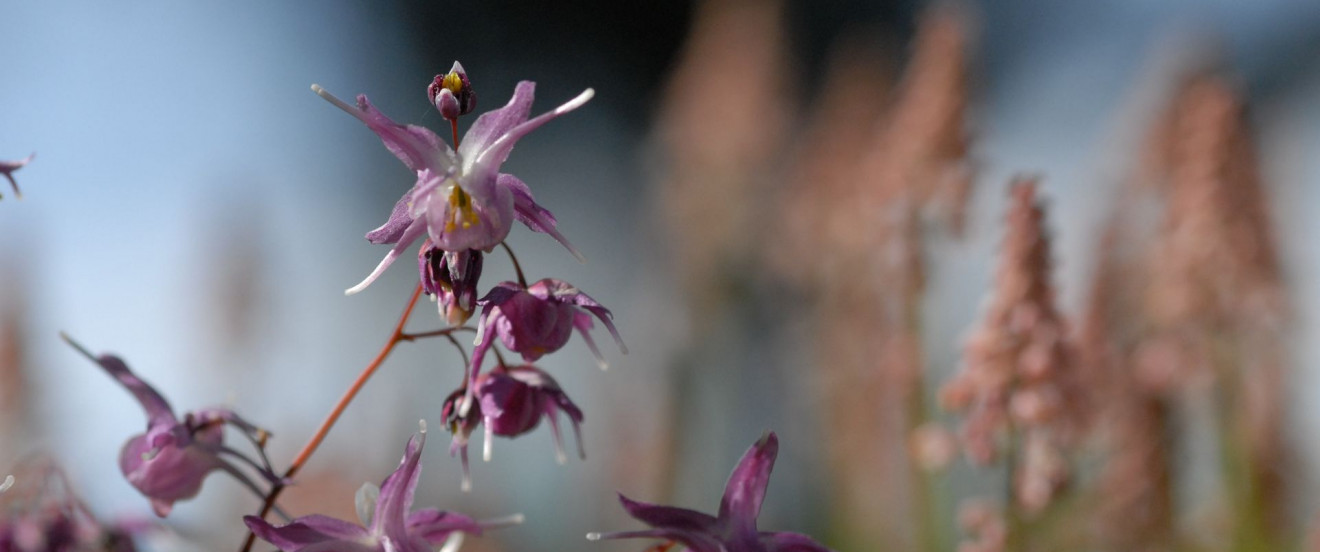 Epimedium grandiflorum ‘Lilafee’