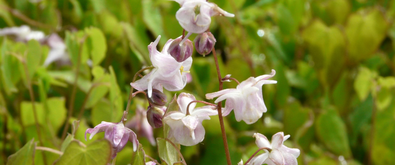 Epimedium grandiflorum 'Akebono'