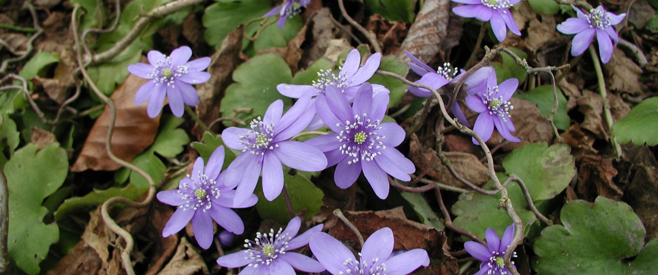 Hepatica transsilvanica