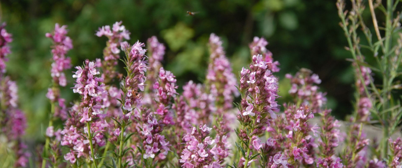 Hyssopus officinalis ‘Roseus’