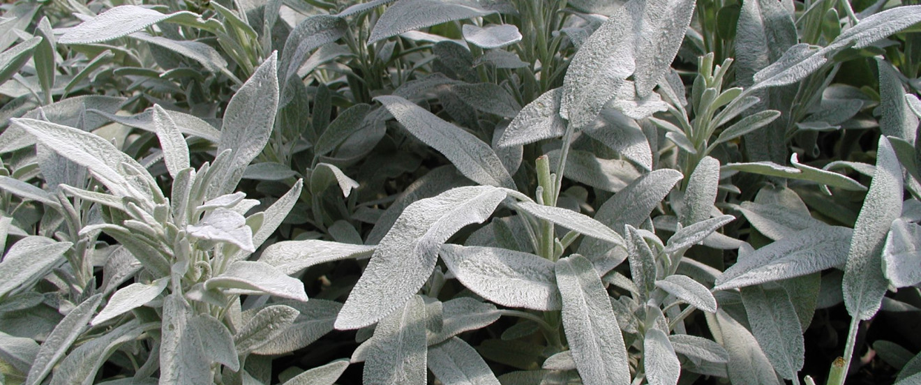 Salvia officinalis ‘Nazaret’