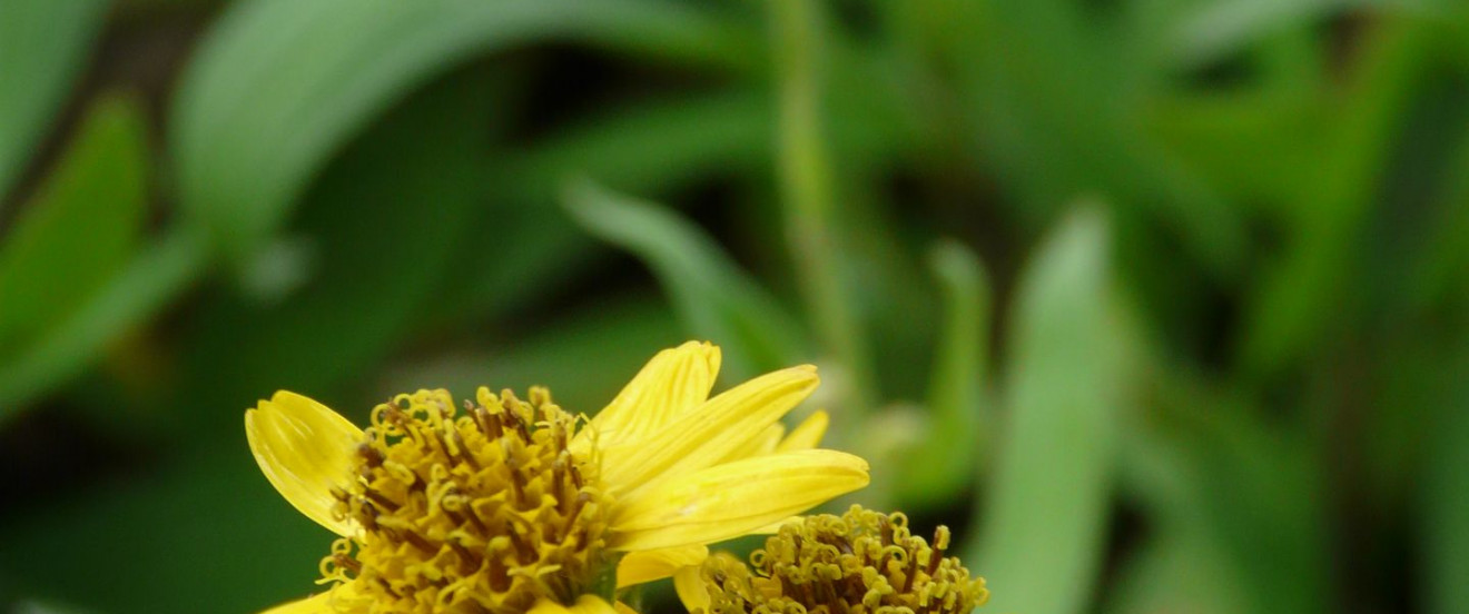 Arnika -Arnica chamissonis ssp. foliosa