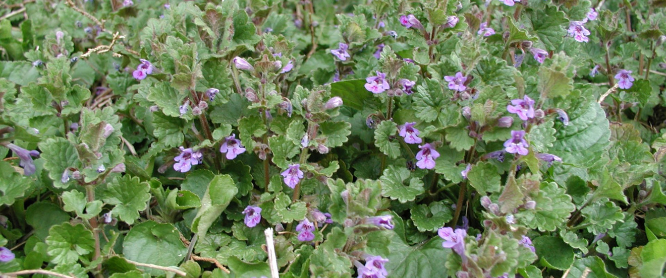 Gundermann – Glechoma hederacea