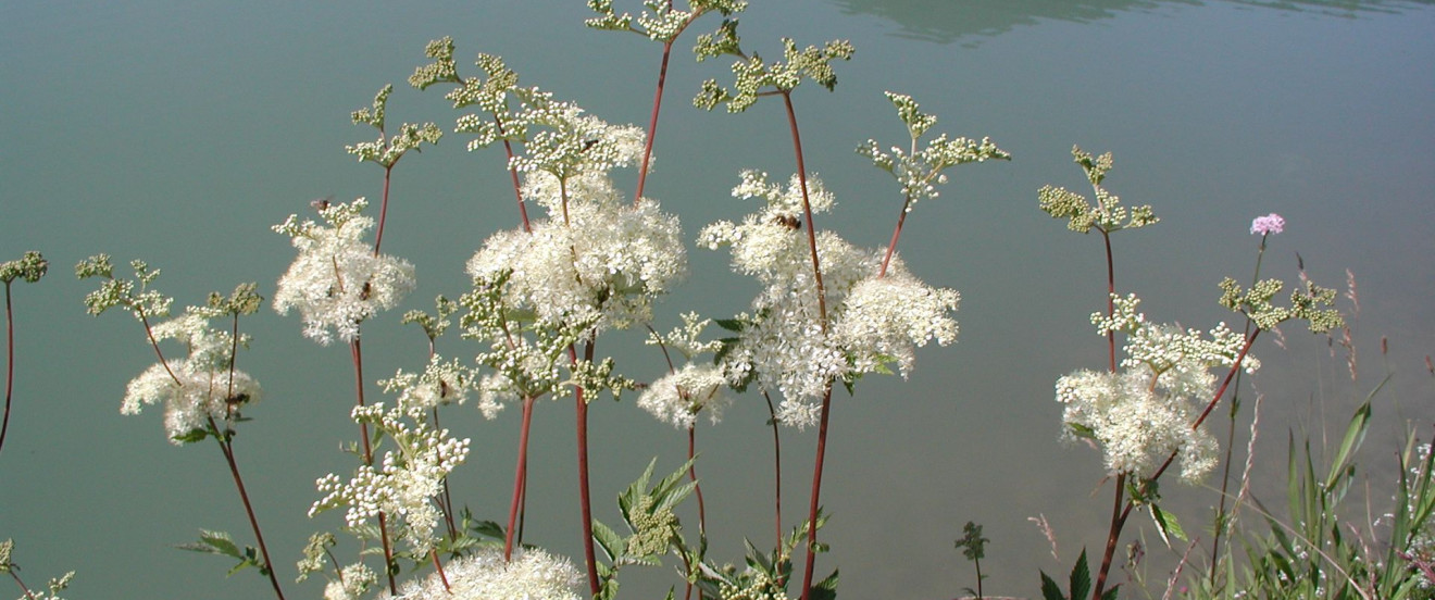 Filipendula ulmaria