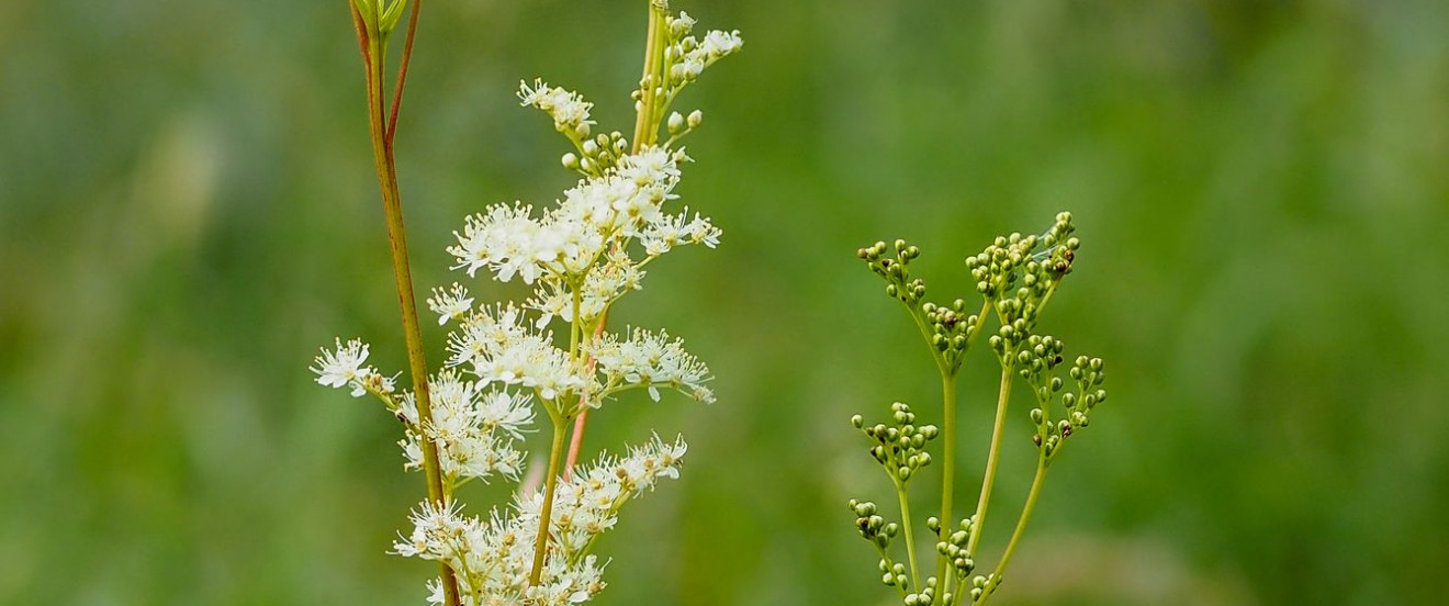 Filipendula ulmaria