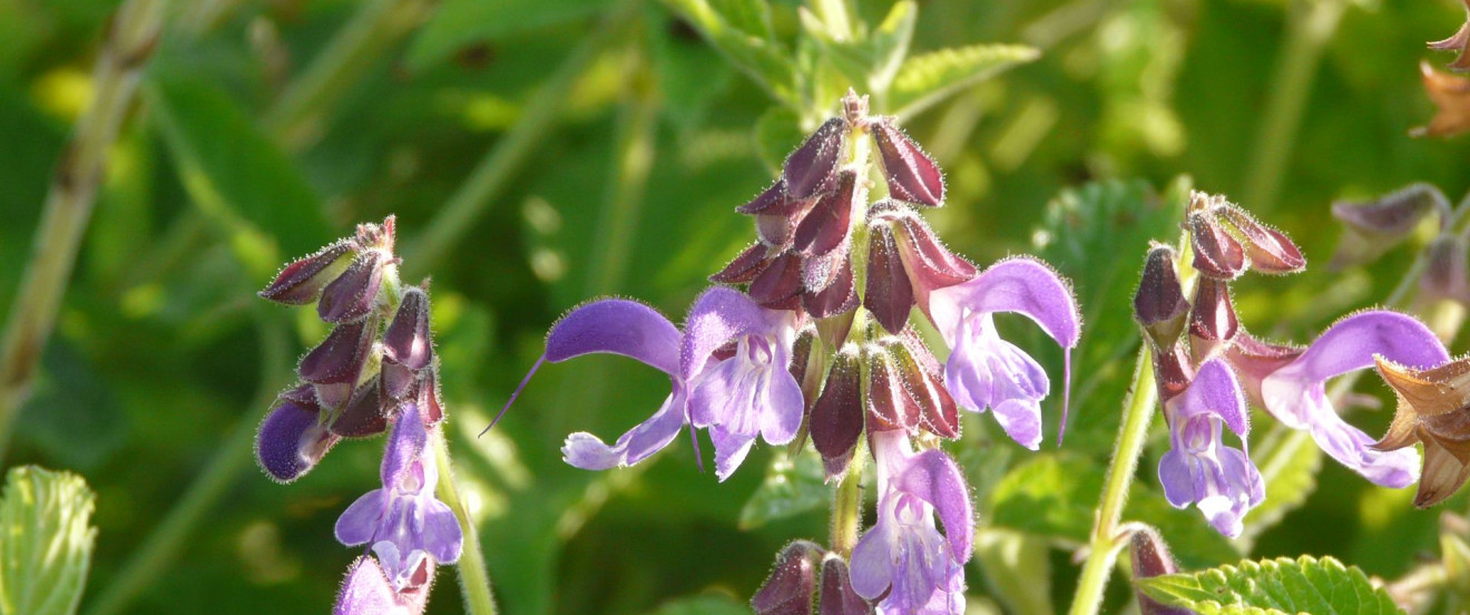 Salvia miltiorrhiza BLBP01 93