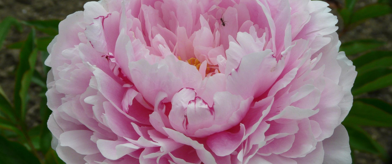 Paeonia lactiflora ‘Sarah Bernhardt’