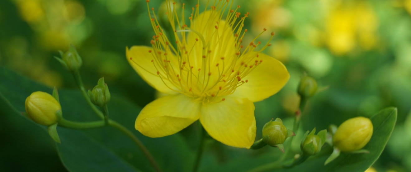 Hypericum hircinum