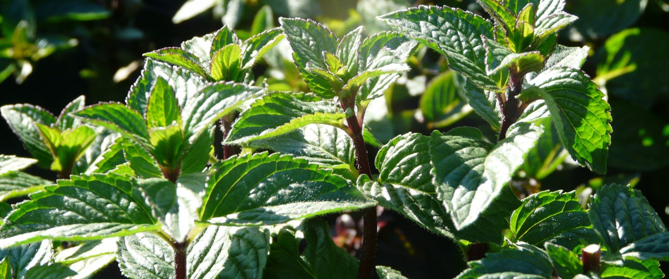 Mentha x piperita var. piperita ‘Agnes’