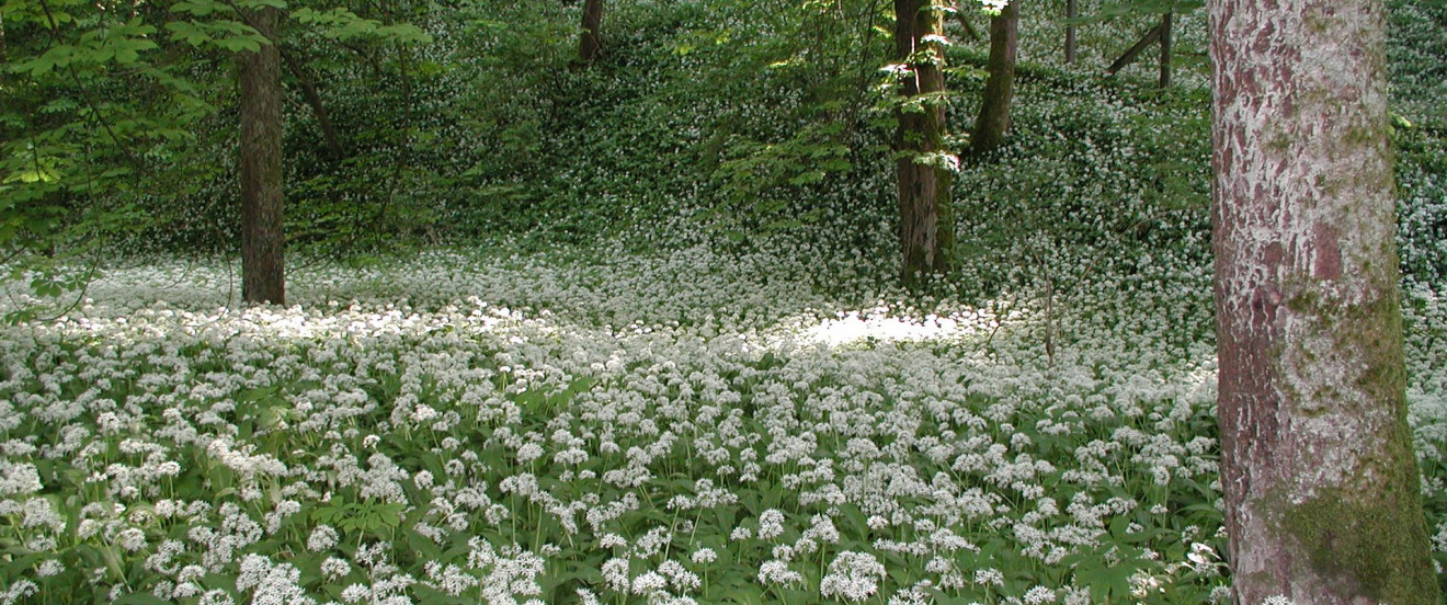 Allium ursinum