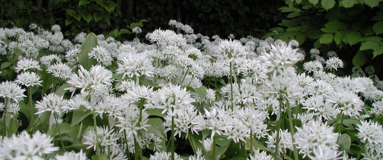 Allium ursinum