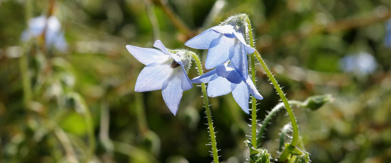 Borago pygmaea