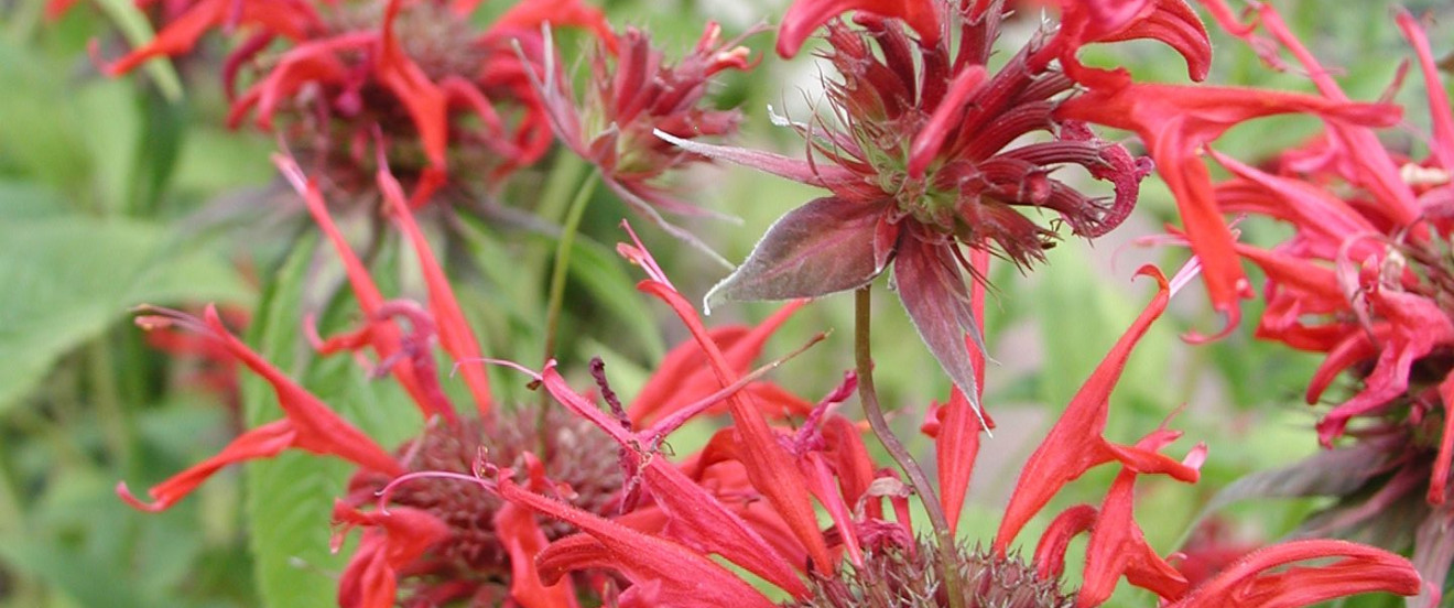 Monarda didyma ‘Squaw’