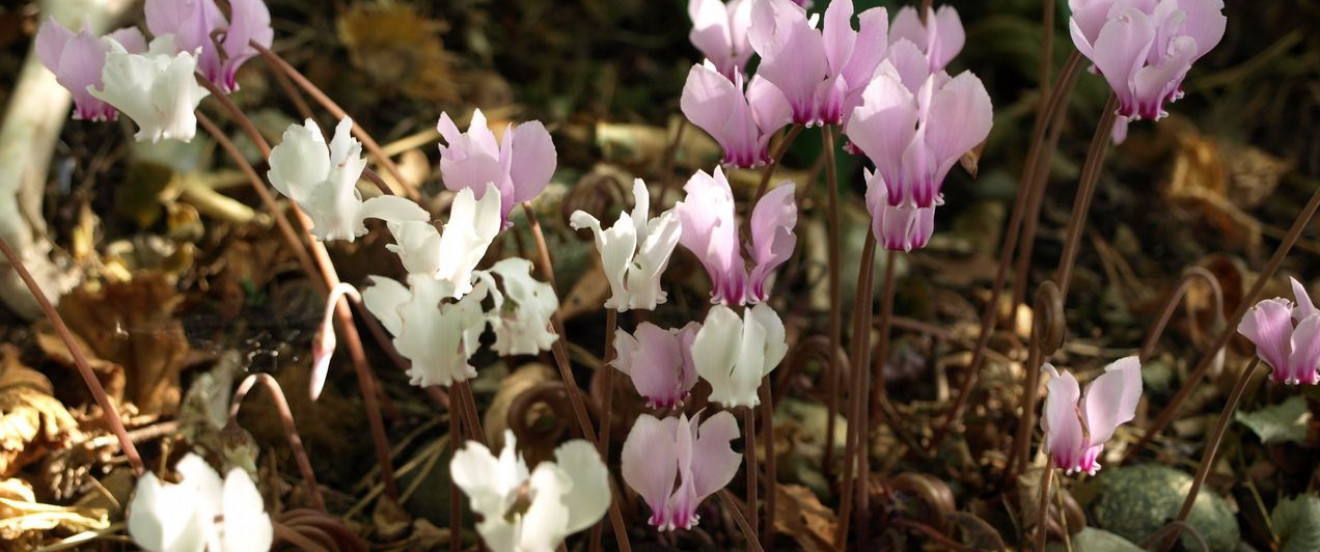 Cyclamen hederifolium