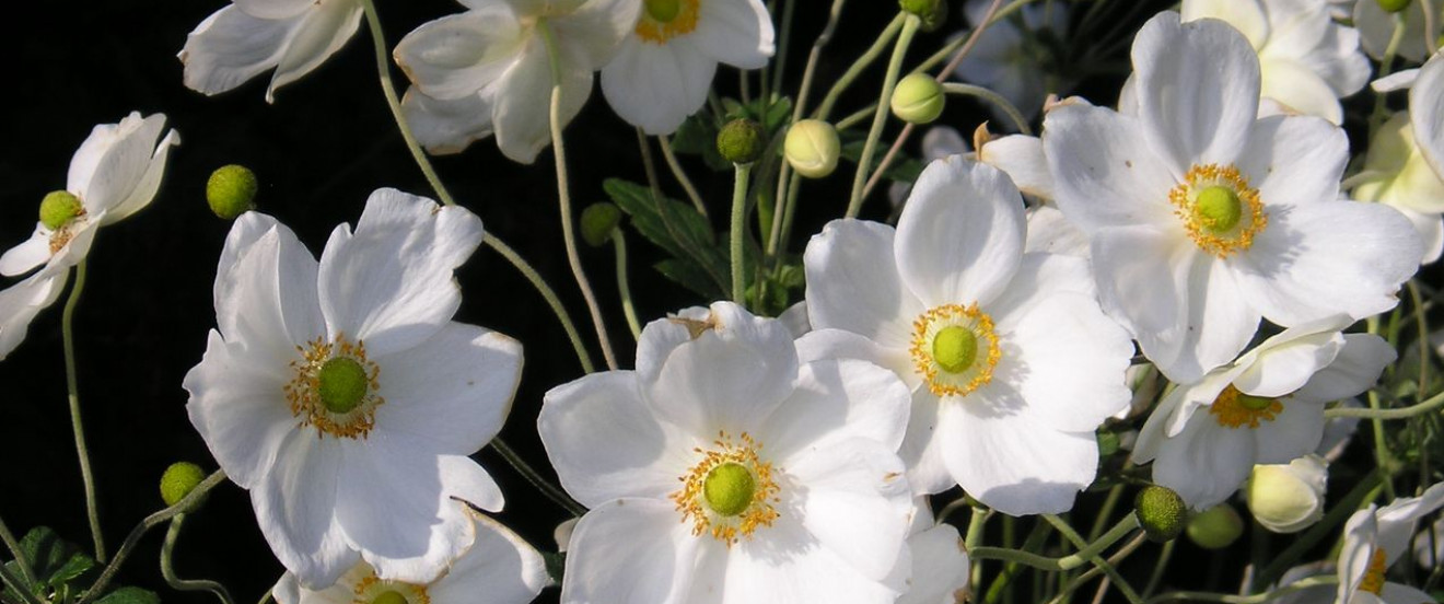 Anemone Japonica-Hybride 'Honorine Jobert'