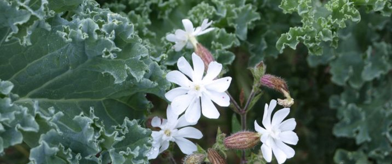 Silene noctiflora