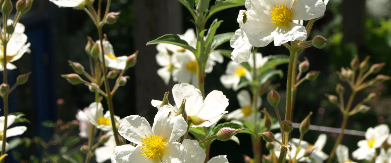 Cistus laurifolius