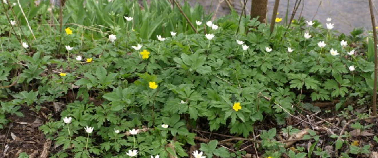 Anemone nemorosa und Anemone ranunculoides