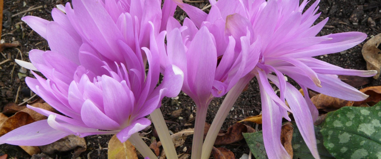 Colchicum autumnale 'Waterliliy'