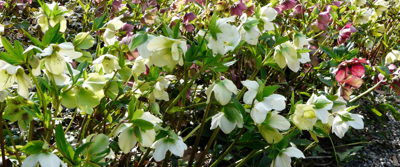 Helleborus orientalis-Hybride