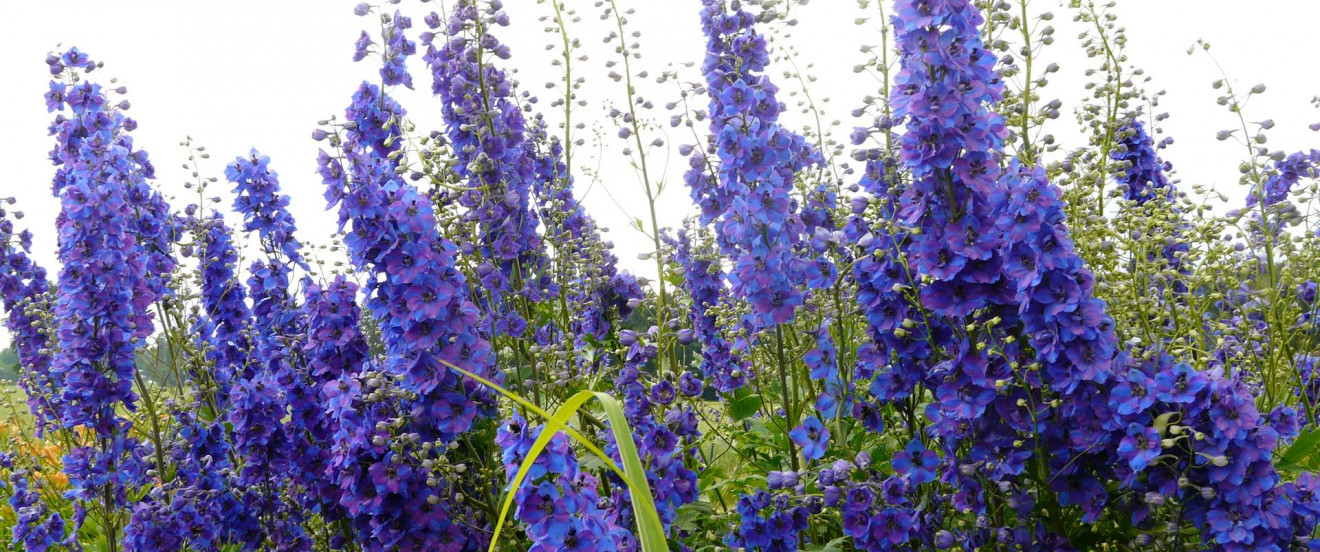 Delphinium Elatum-Hybride 'Vierzehnheilige'