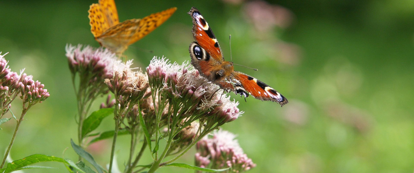 Insektenfreundlicher Garten