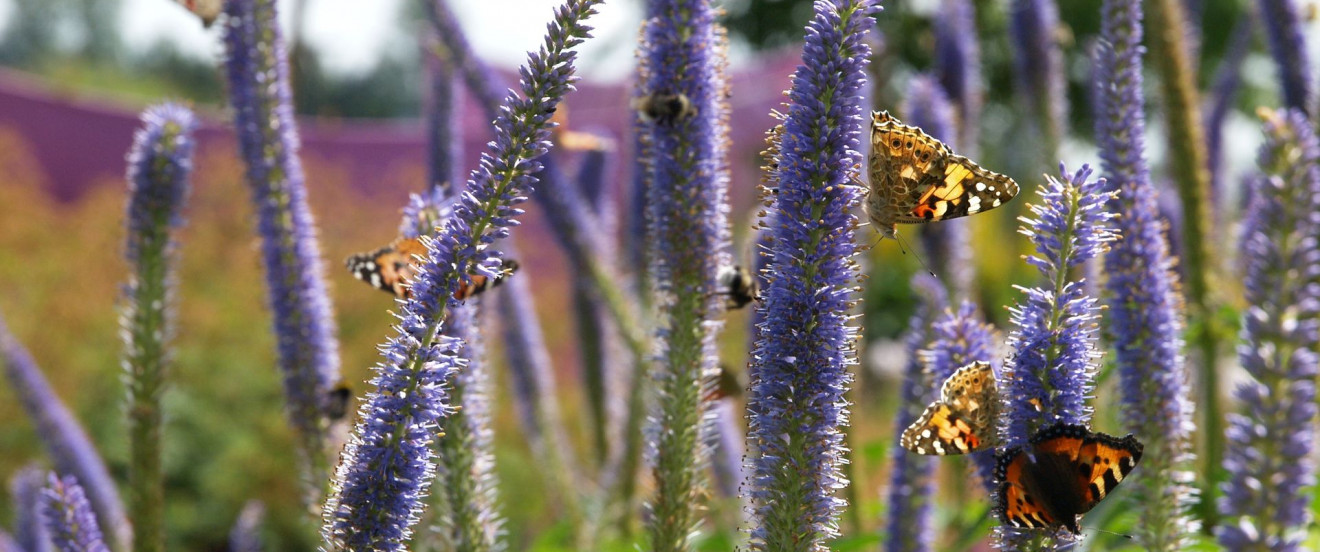 Veronicastrum virginicum var. sibiricum