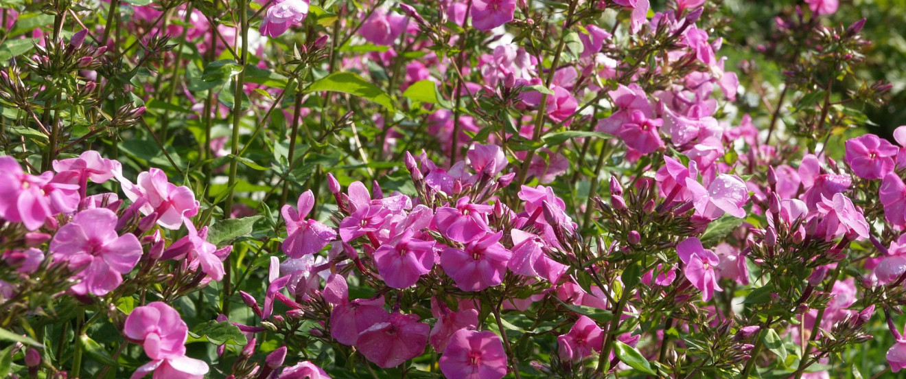 Phlox amplifolia ‘Minnehaha’