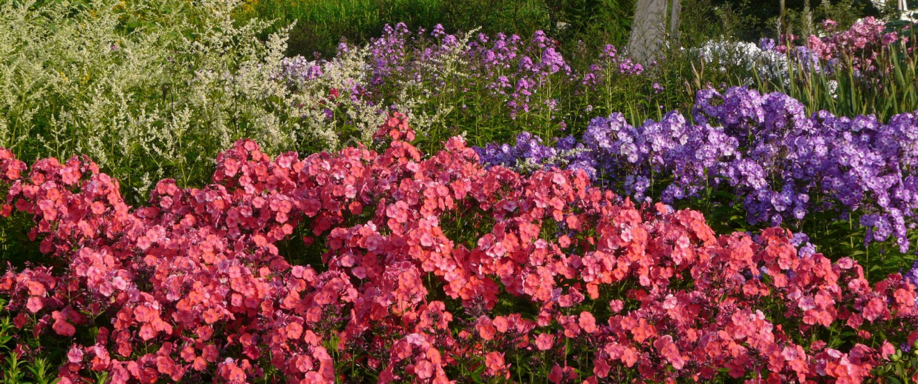 Phlox paniculata ‘Freudenfeuer’ mit ‘Laura’