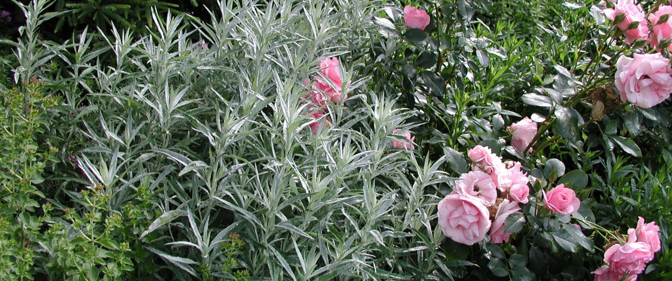 Artemisia ludoviciana var. albula ‘Silver Queen’ mit Rose
