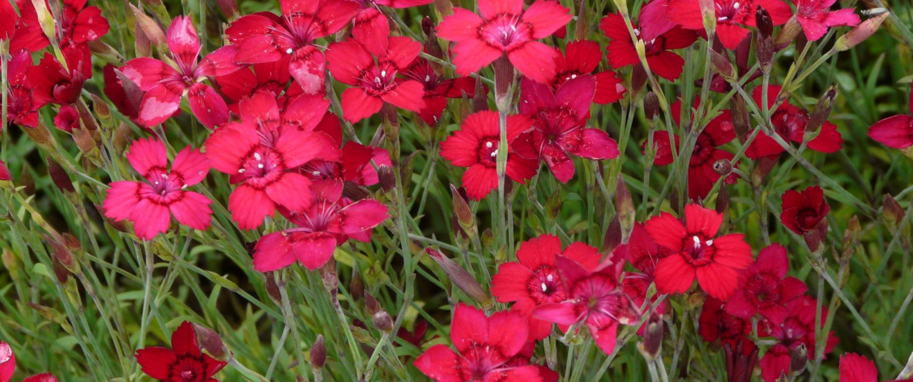 Dianthus deltoides ‘Leuchtfunk’