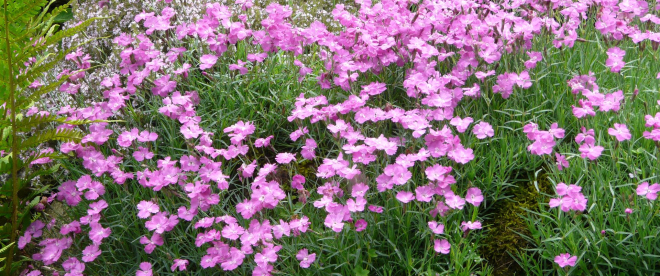 Dianthus gratianopolitanus ‘Eydangeri’