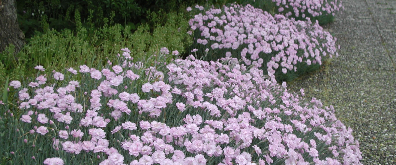 Dianthus plumarius – Hybride