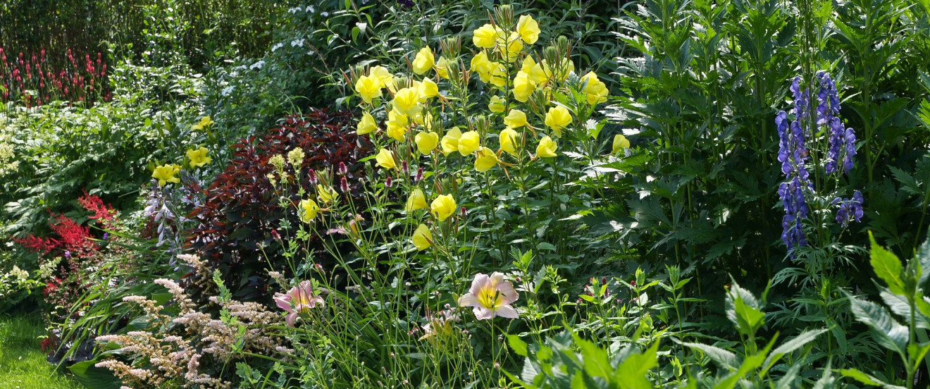 Oenothera biennis im Staudenbeet