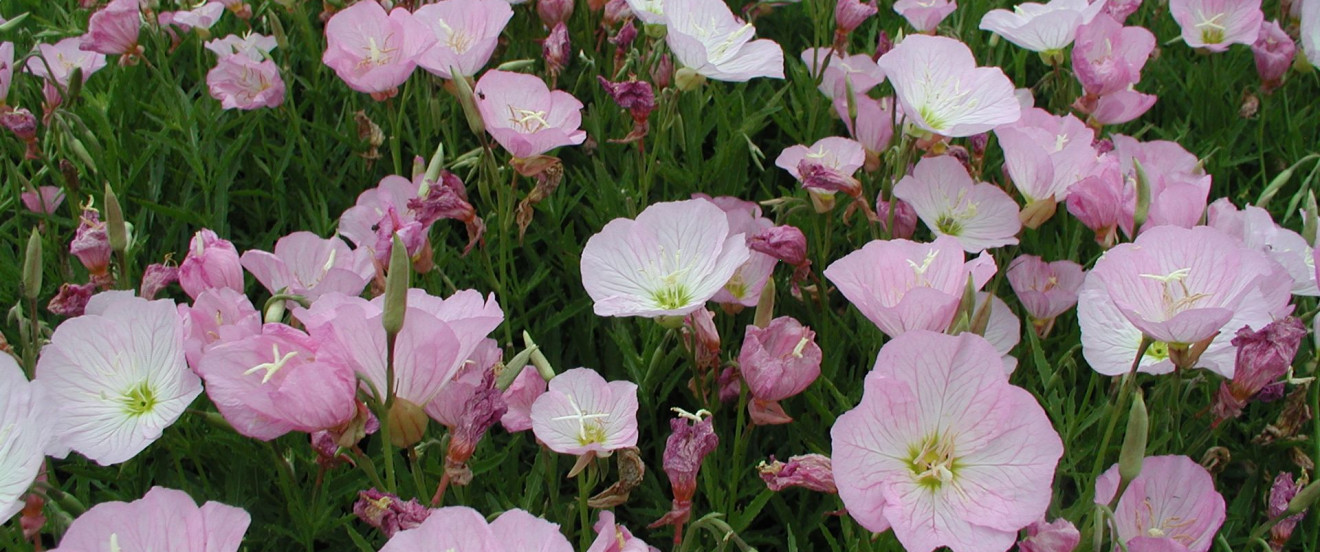 Oenothera speciosa ‘Siskiyou’