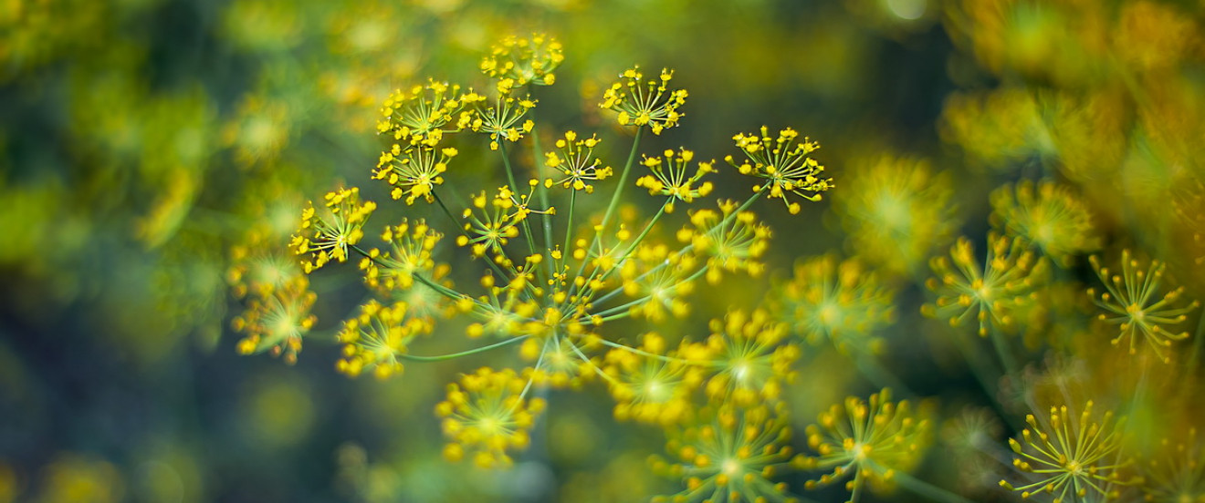 Foeniculum vulgare – Fenchel