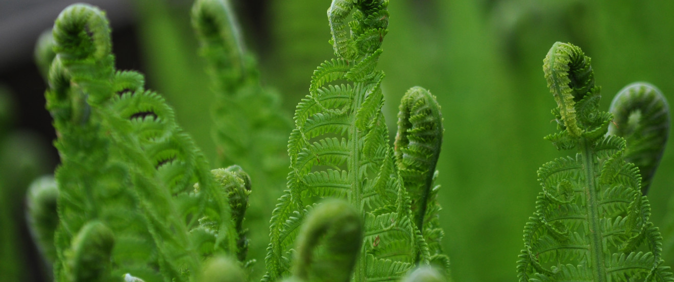 Matteucia struthiopteris