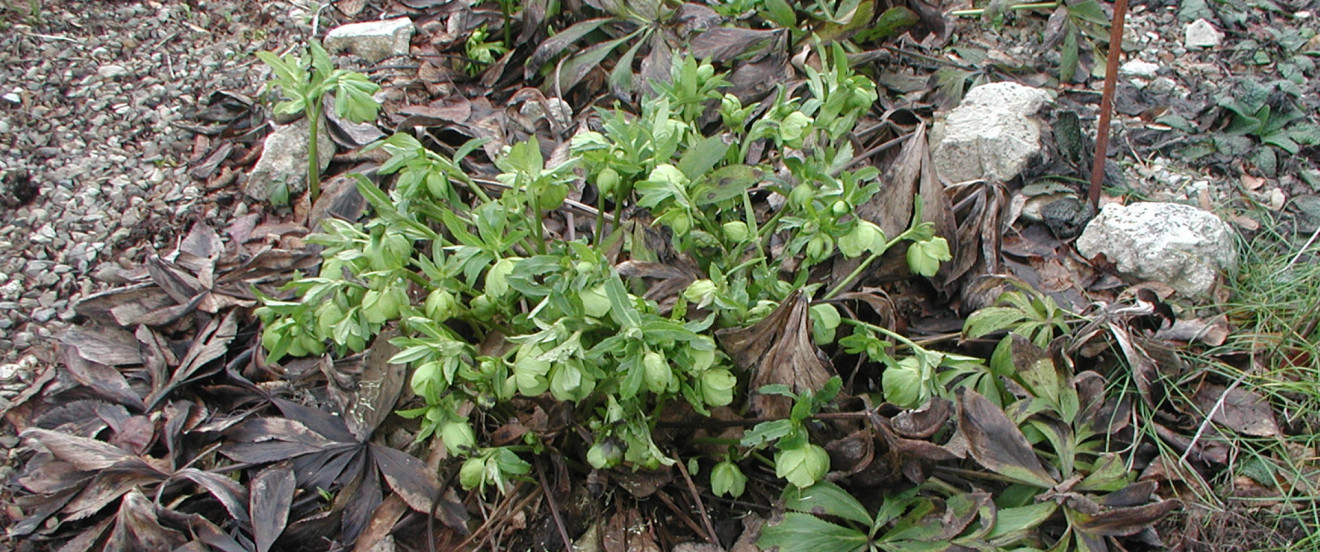 Helleborus odorus im Winter