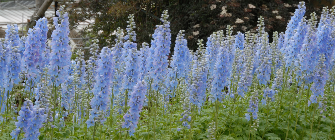 Delphinium Elatum-Hybride 'Augenweide'