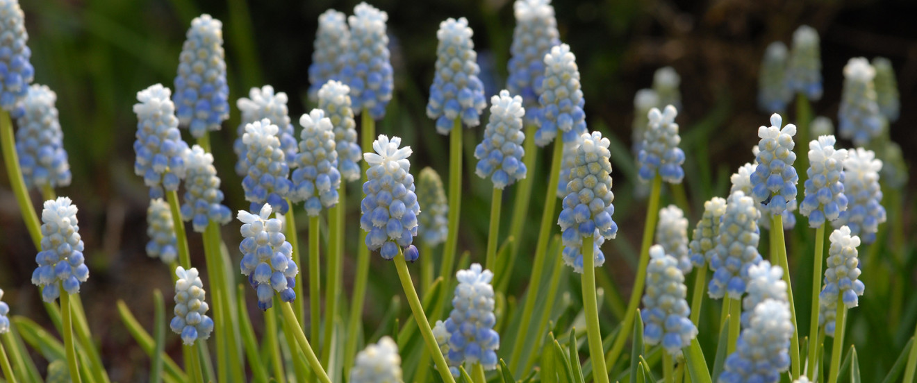 Muscari 'Peppermint'